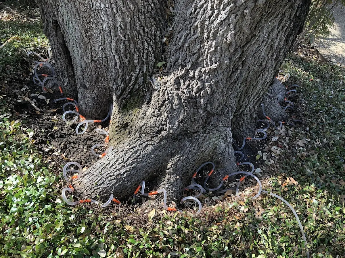 Detailed Tree Cabling and Bracing job site in Maryville