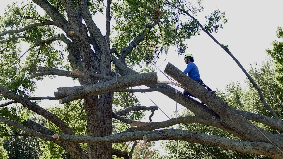 Professional Hazardous Tree Removal performed by certified arborists in Maryville
