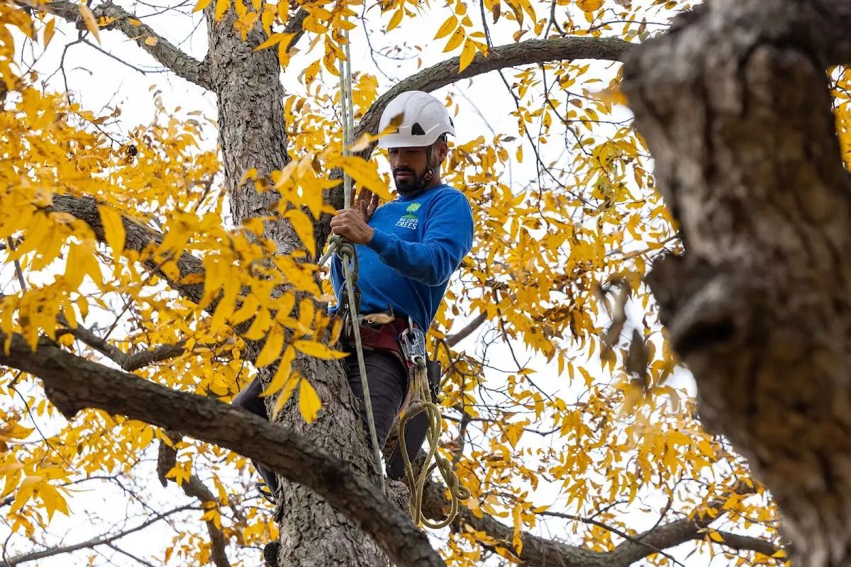 Skilled Storm Damage Cleanup crew working in Maryville
